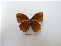 藏品(藍紋鋸眼蝶)的圖片